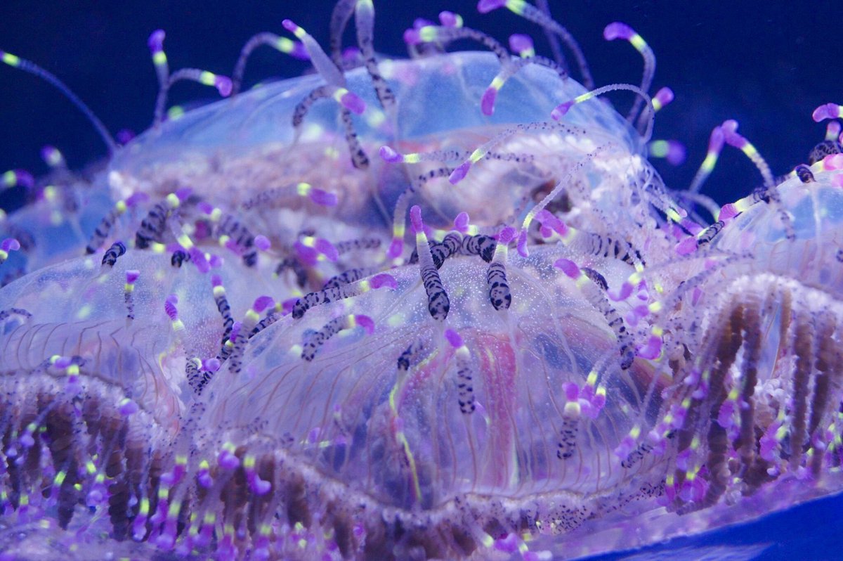 すみだ水族館 公式 A Twitter ハナガサクラゲ こんなに綺麗ですが強い毒を持っています また 小魚などをよく食べ クラゲにしては大きなうんちをするという変わった一面も クラゲも人も 外見から全てはわからないものですね クラゲ