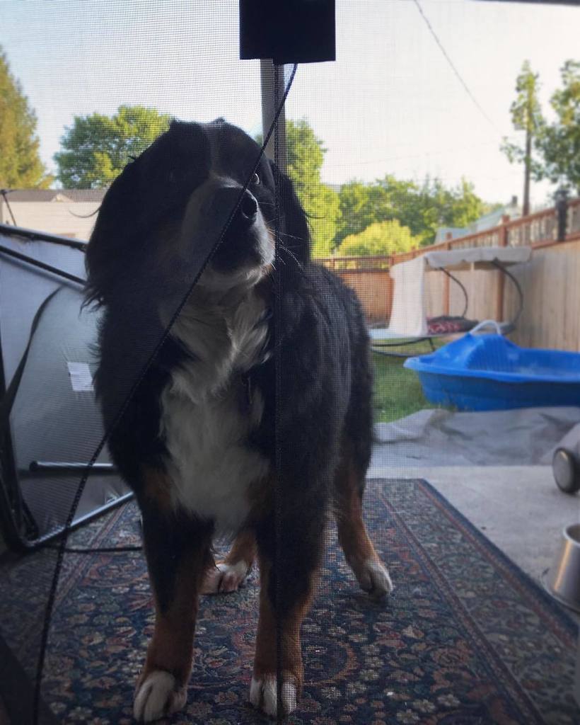 WaggingWaffle's tweet photo. I only go through this screen door at top speed. #WaffleWatch #BerneseMountainDog #dogs_of_instagram #dogsofinstaw… https://t.co/vvSgrN3PHe https://t.co/OQwZ6Z50jl