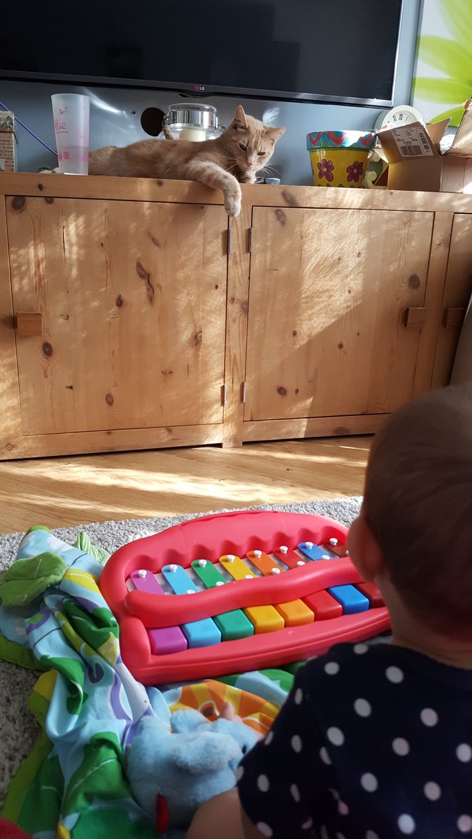 A battle of wits, but who will win? Staring into their souls within. They battle for king of the room. #micropoetry