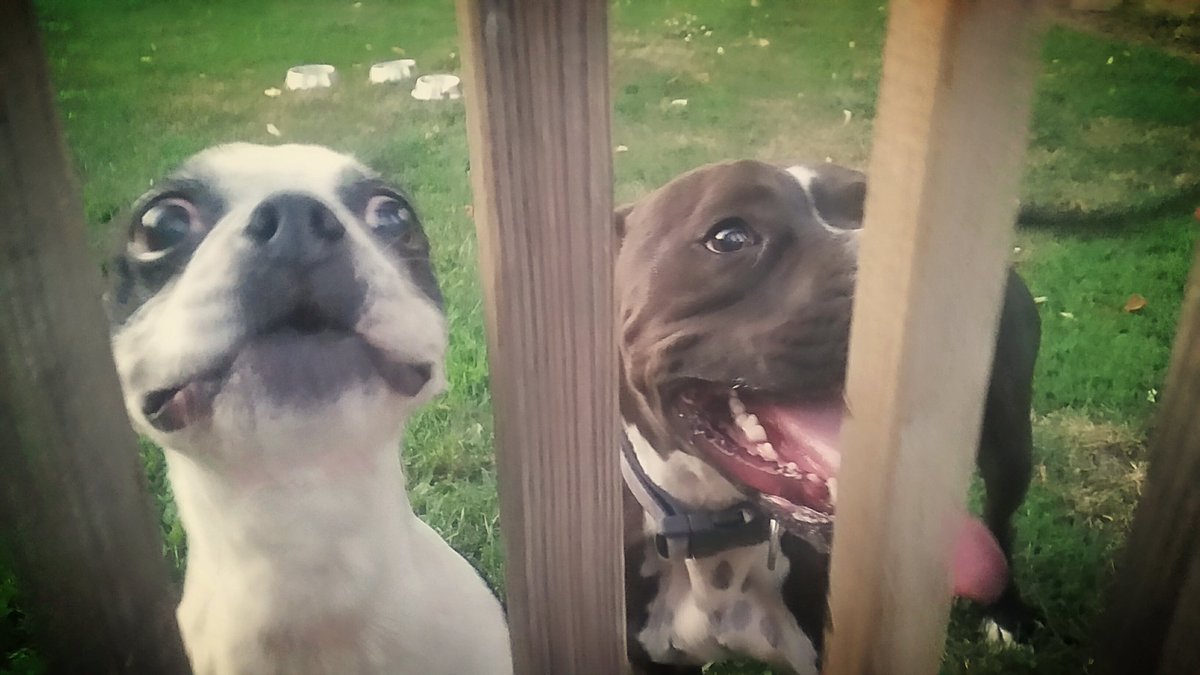 averygoodboi's tweet photo. #dogfriends Lola &amp; Duncan #dogslife #PlayBall https://t.co/30yLKK2CzZ