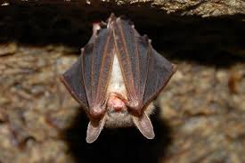 ERAIndianOcean's tweet photo. Happy #Batturday. Take a rest and remember to #lovebats https://t.co/RNrG4qlTiy