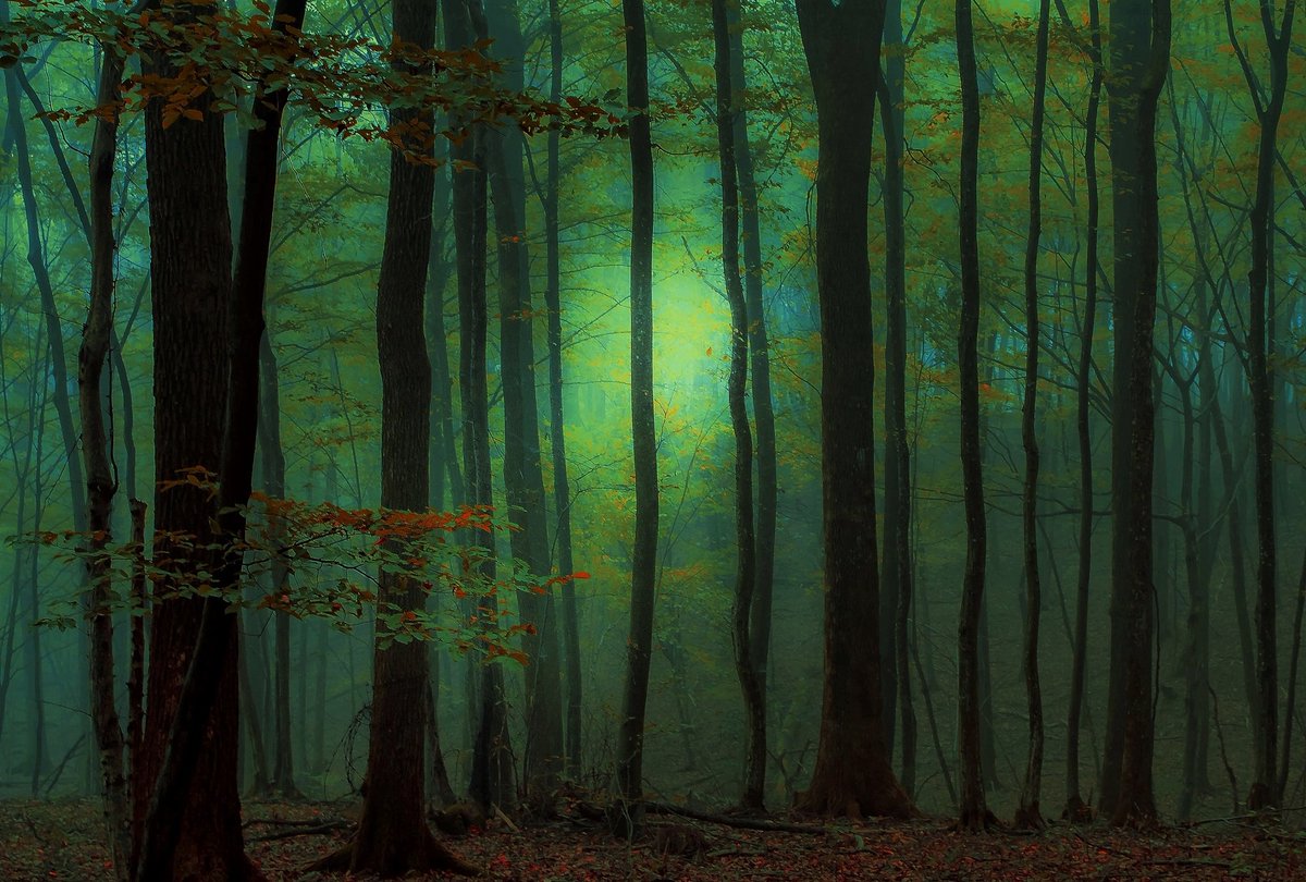 stevekrohn's tweet photo. Forest 9

https://t.co/PW0ZmnbU47 https://t.co/HBp8oNhtkR