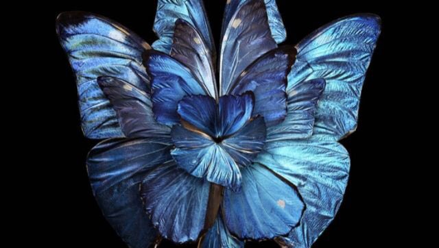 antolulu58's tweet photo. #guidacci #casalettori"sono una farfalla,un essere delicato con le ali,se le strappate nn diventerò una lieta e disciplinata formica https://t.co/p5CAkMqePz