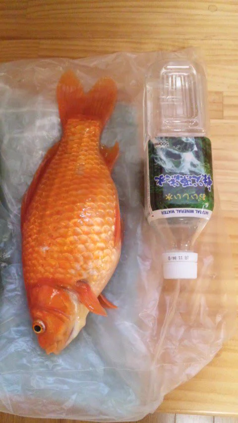 唖然！小さな金魚が13年間でペットボトルよりでかくなってたｗｗｗ