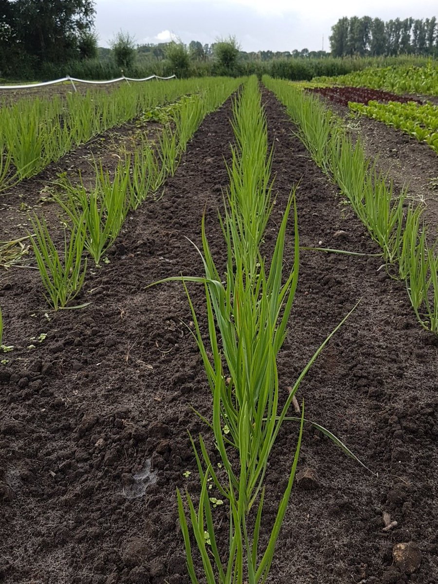 De Noorderhoeve tweet media