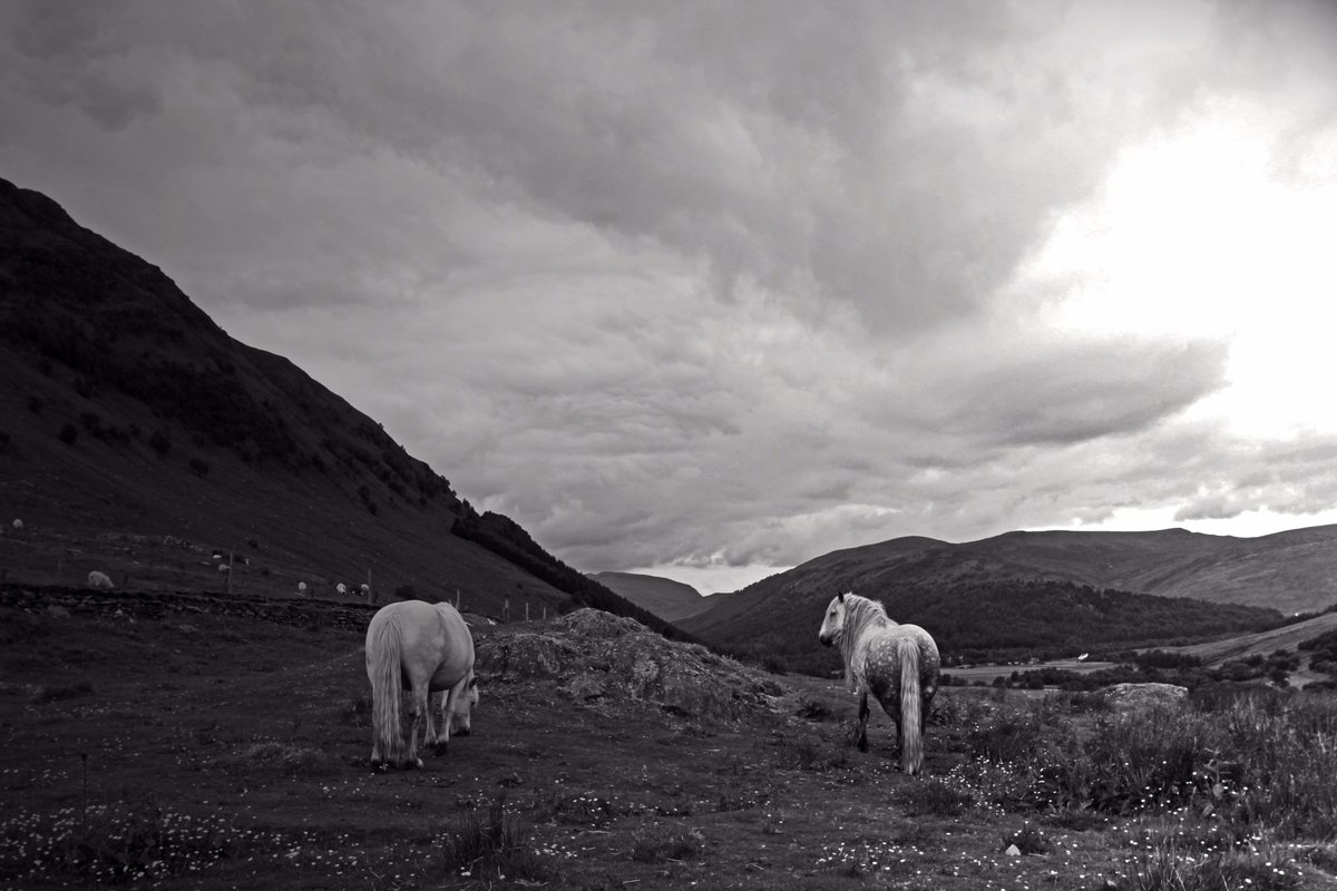 'Sturdy' Two hill ponies (Garrons), still used for working on Highland estates. Balnahanaid, Perthshire. #ThePhotoHour #Scotland