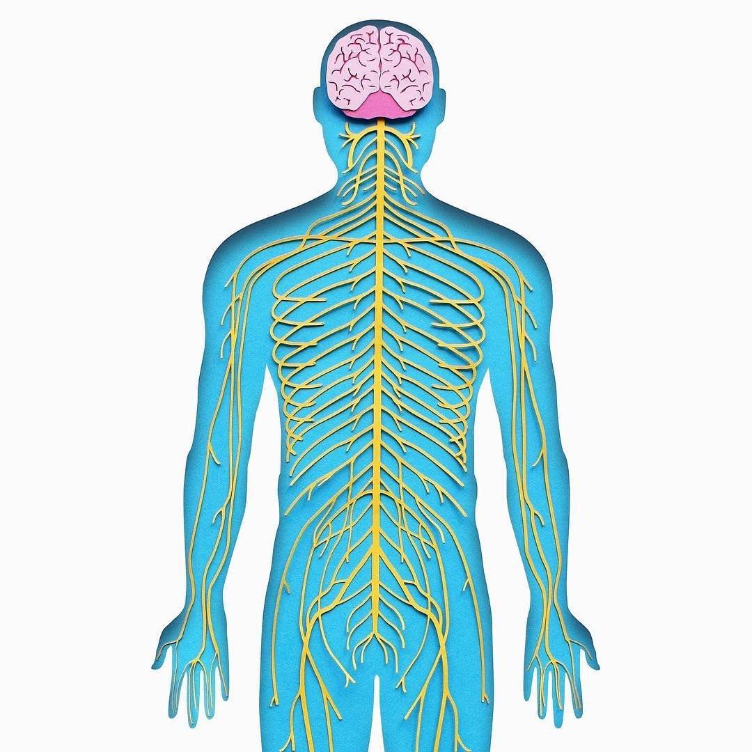 MindfulSTHLM's tweet photo. Taking deep breaths activates the parasympathetic nervous system &amp;  naturally #calms and #soothes. Try a #mindful 3-minute breathing space. https://t.co/tYvgOBwEJw