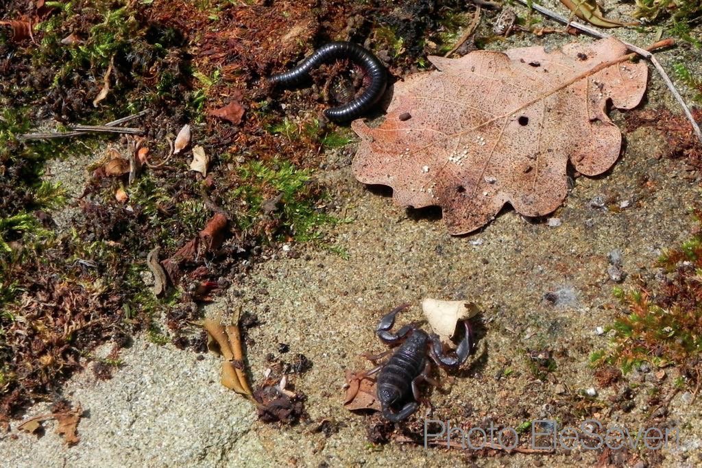 CapoVersi's tweet photo. Alzi una pietra e scopri un mondo: millepiedi #Pachyiulus communis, scorpione #Euscorpius italicus https://t.co/FBJv30xQ2l #culturanatura https://t.co/qTuihymTpk
