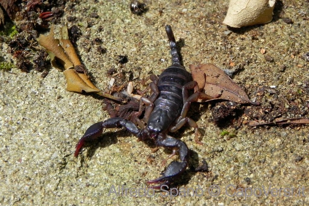 CapoVersi's tweet photo. Alzi una pietra e scopri un mondo: millepiedi #Pachyiulus communis, scorpione #Euscorpius italicus https://t.co/FBJv30xQ2l #culturanatura https://t.co/qTuihymTpk