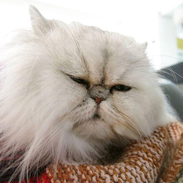 poopy_cat's tweet photo. #poopycat https://t.co/8lF6GsBqfa
