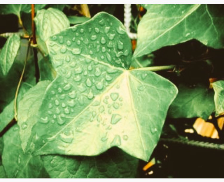 GeniusLociApp's tweet photo. 🌸Rampicanti: cure e consigli da @tuttogreen - #giardinaggio #giardino #casa #stile #verde #green #design #gardening https://t.co/HHpryYu7SL https://t.co/GlOu5S4ZVH