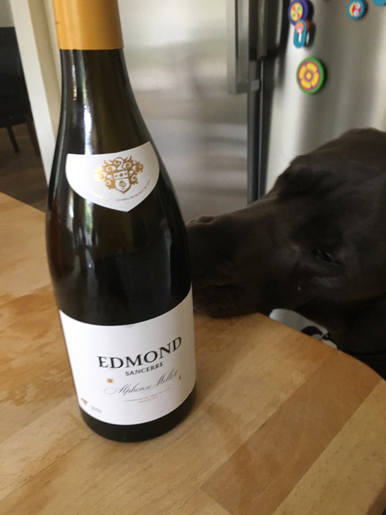 OxygenationMan's tweet photo. @laithwaites @LaithwaitesArch #sancerre barrel fermented - so good even Juno the Great Dane wants it https://t.co/0SR8lawUoO