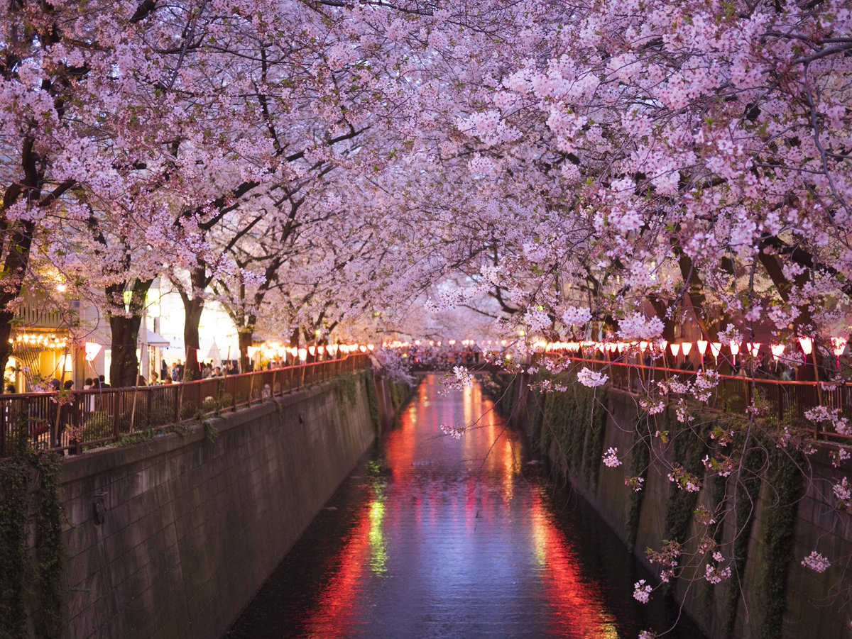 LifeQuotes_2020's tweet photo. Cherry Avenue by Hiro Nakajima

https://t.co/ZbkH75rDS8 https://t.co/rErKHlTsYM