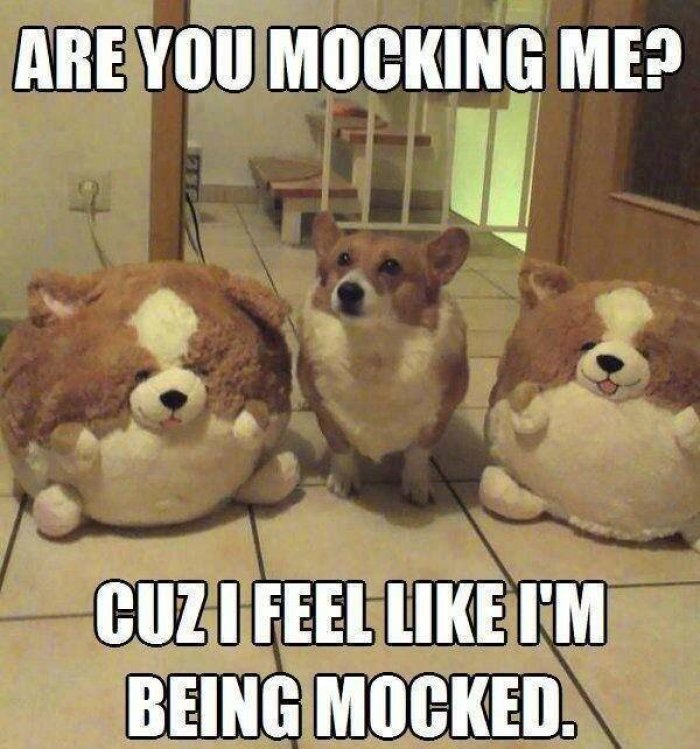 CatsPajamasNote's tweet photo. Dog pic of the day... https://t.co/2RNce9GFs3