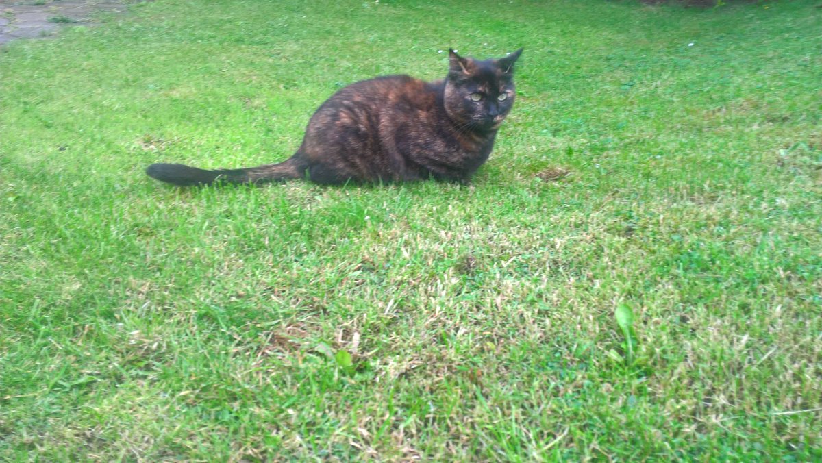 RobMyles1's tweet photo. Morning moggies #caturday good to be outside in this weather #onpatrol https://t.co/ViGVzhlGw7