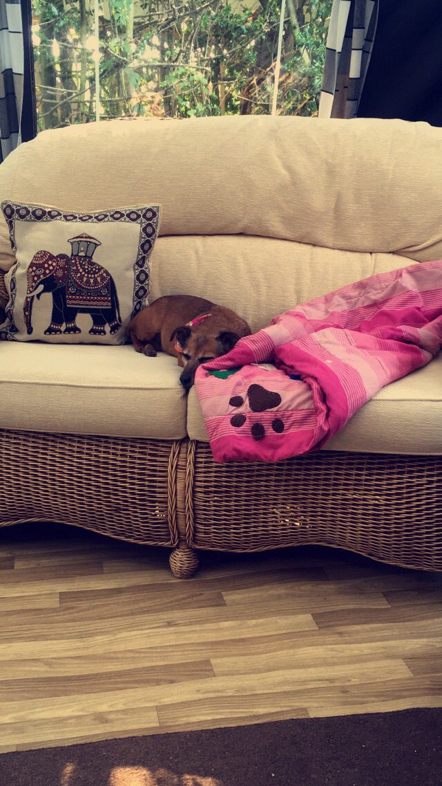 thecamperdog's tweet photo. #snoooooooze https://t.co/uLtG6qhbrS