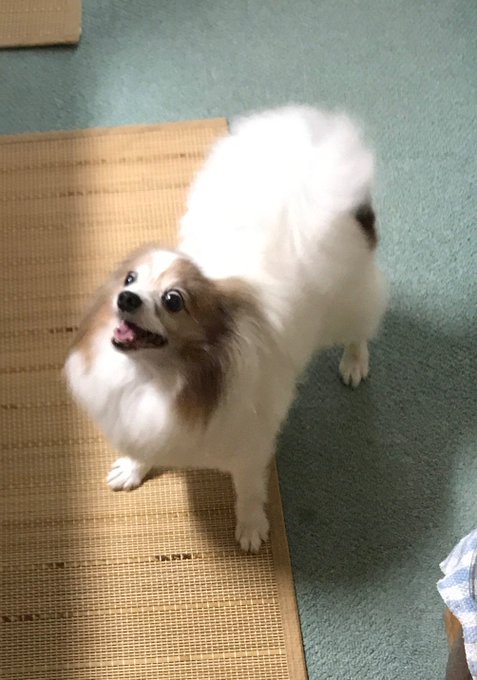 散歩を終えたのでご馳走を催促するお犬 