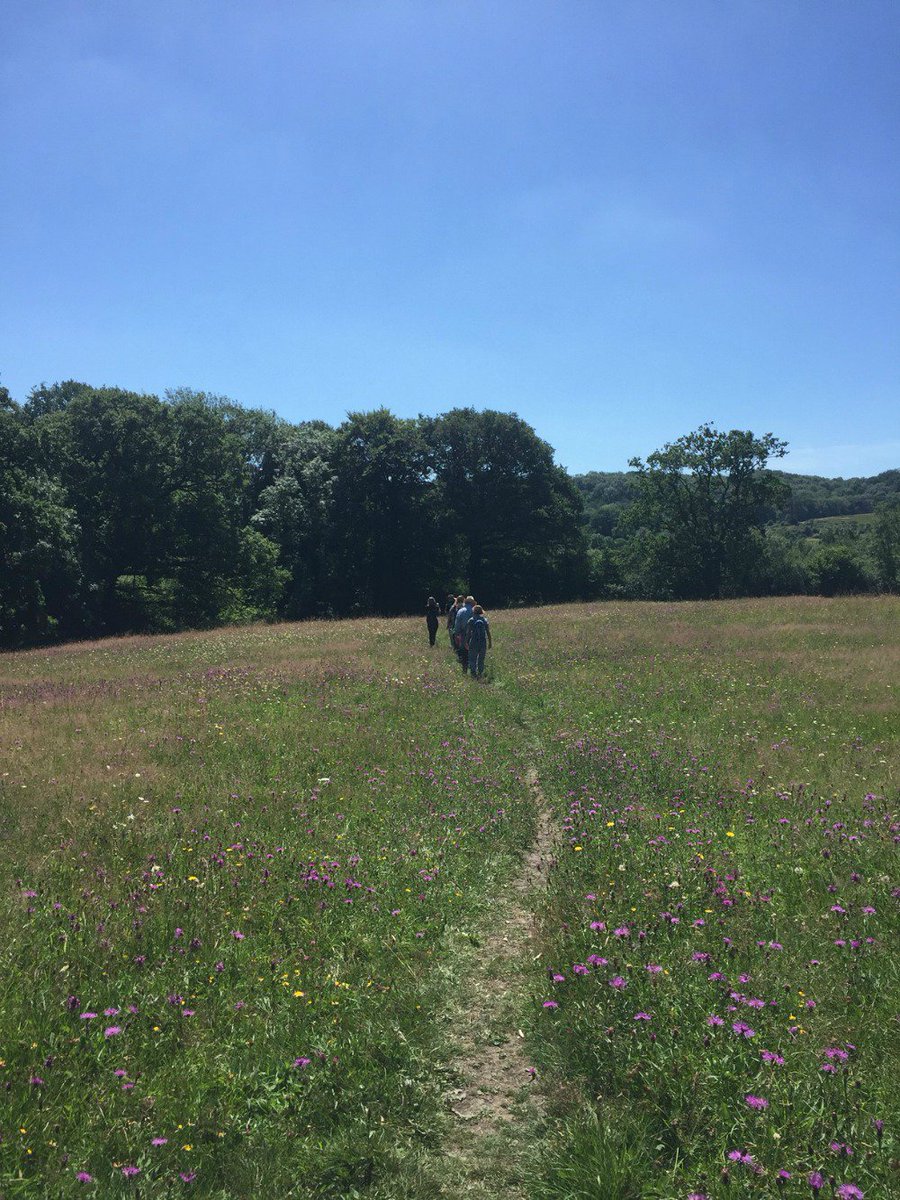SomersetWT's tweet photo. Thanks to everyone who joined us for a walk at #Edford #Meadows this week - & to Lee Robson for the pics. https://t.co/c2nUPrfLNk https://t.co/KBK9GIuBUc