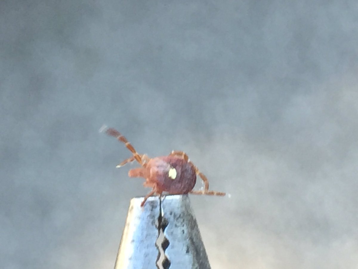 HOAgolfSuper's tweet photo. If you've heard anything about the Lone Star tick then you know it's the worst thing in the world right now. Well here's one I found on me.. https://t.co/nuiWxkwddo
