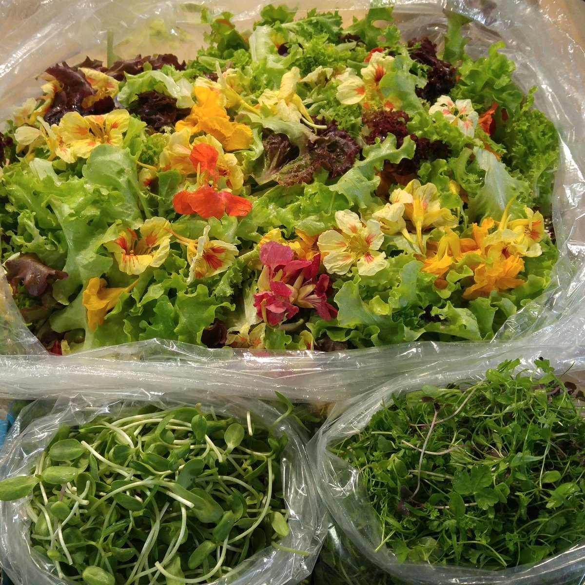 chef_menagias's tweet photo. This morning's gorgeous delivery! #babylettuce #edibleflowers #microherbs  #sunflowershoots #eatlocal #microgreens #chef #lovinmamafarm https://t.co/aav9A8YGwM