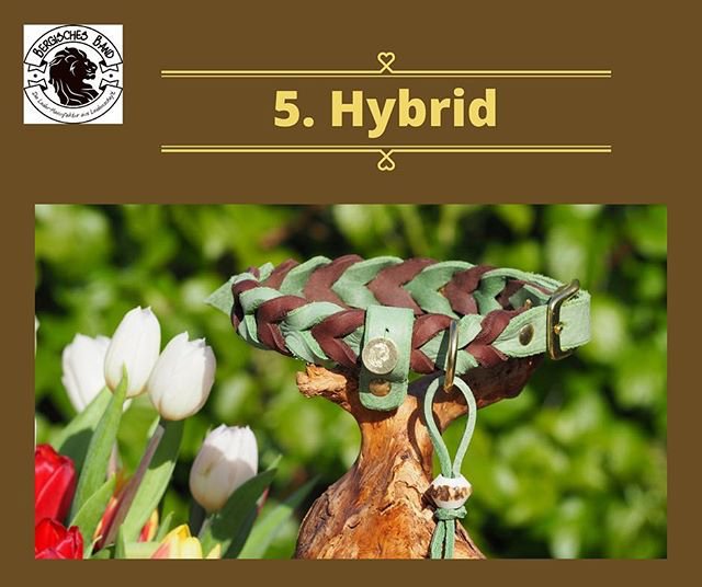 Our dog collar editions: 5. Hybrid in fatleather &amp; Premium softleather #bergischesband : @bergisches_band