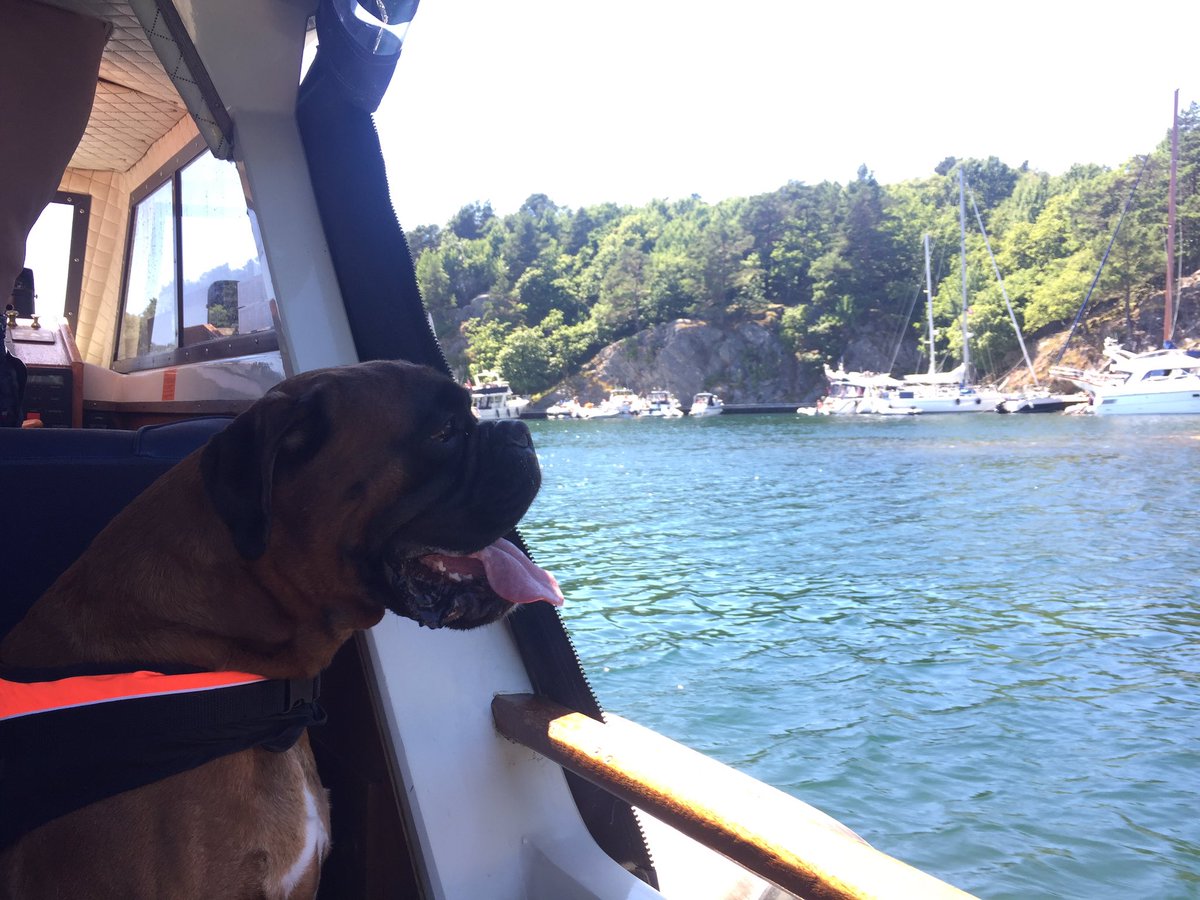BoxerKiro's tweet image. Kiro enjoying the summer in Norway😊☀️ #norge #boxer #kristiansand @lifewithboxer @rescueaboxer @LillyBoxerdog #hund #norge #boxerklubben