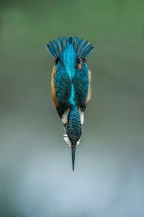 stevekrohn's tweet photo. Kingfisher by Riccardo Trevisani https://t.co/iovfTMzP5Z