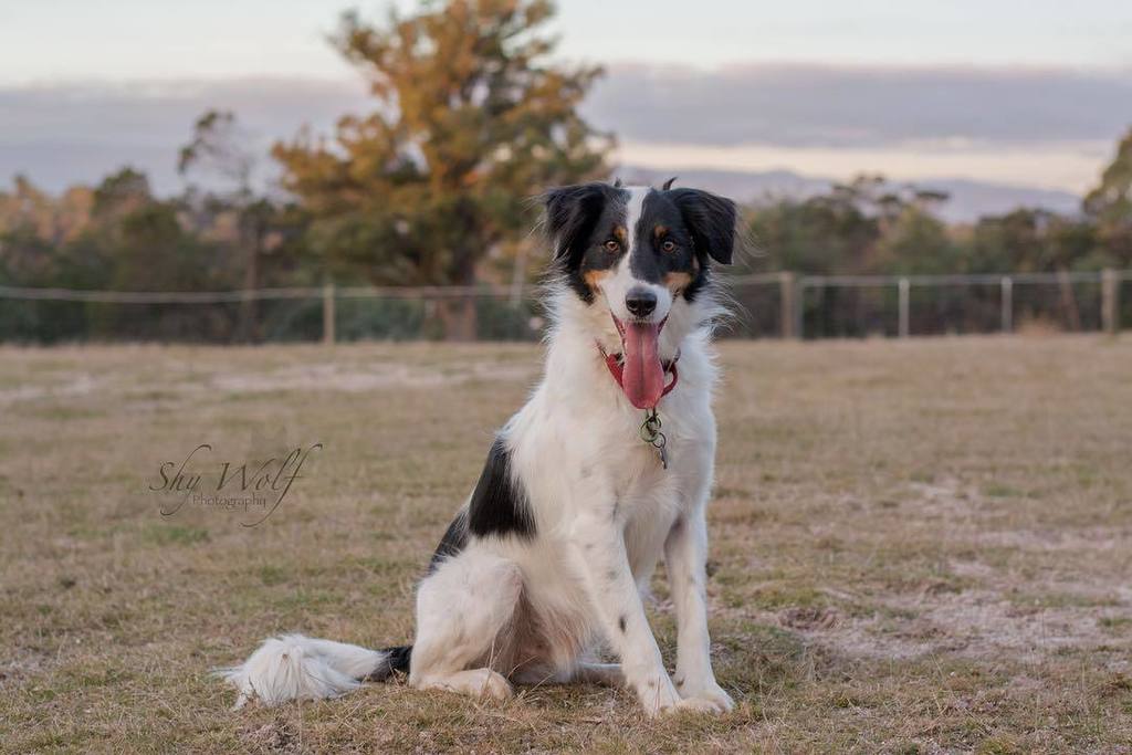 shywolfphotos's tweet photo. My No.1 kid! *dont tell the others ๐ #chucktherescuedog #bordercollie #Smithfield #mixedbreed #rescuedog #rescuedpetsofinstagram #petphotogโฆ https://t.co/GImi9EpeIF