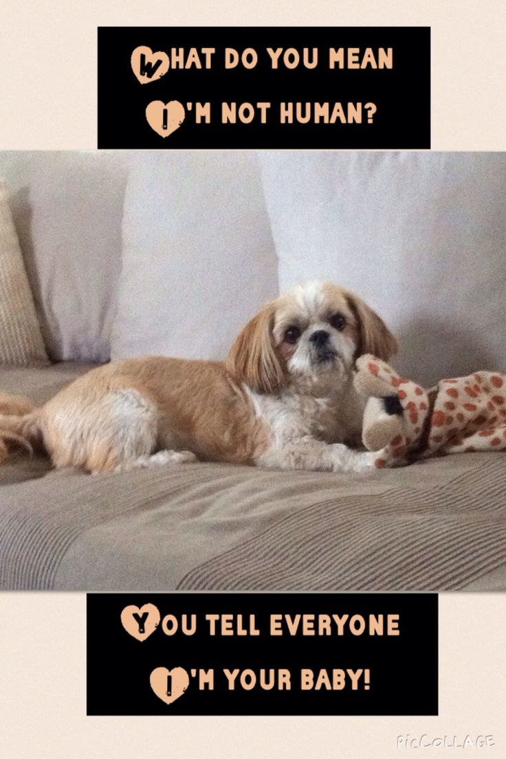 DogFriendlyCHI's tweet photo. https://t.co/PTLCGjbJNu