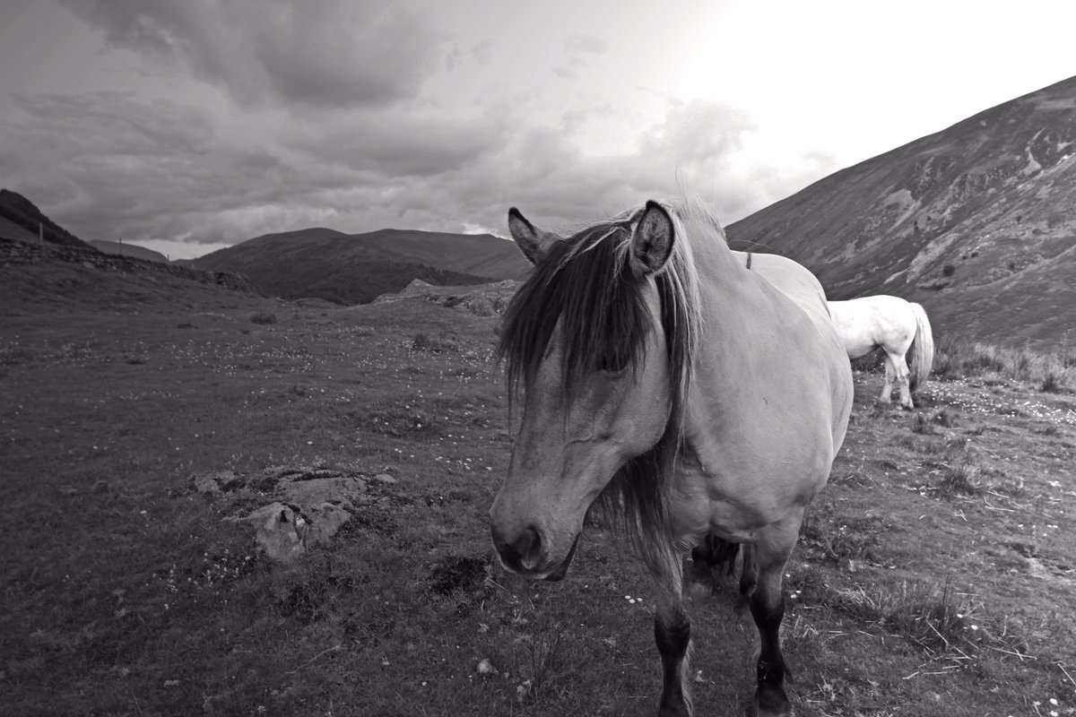 'Sturdy' A hill pony (Garron), still used for working on Highland estates. Balnahanaid, Perthshire. #ThePhotoHour #Scotland