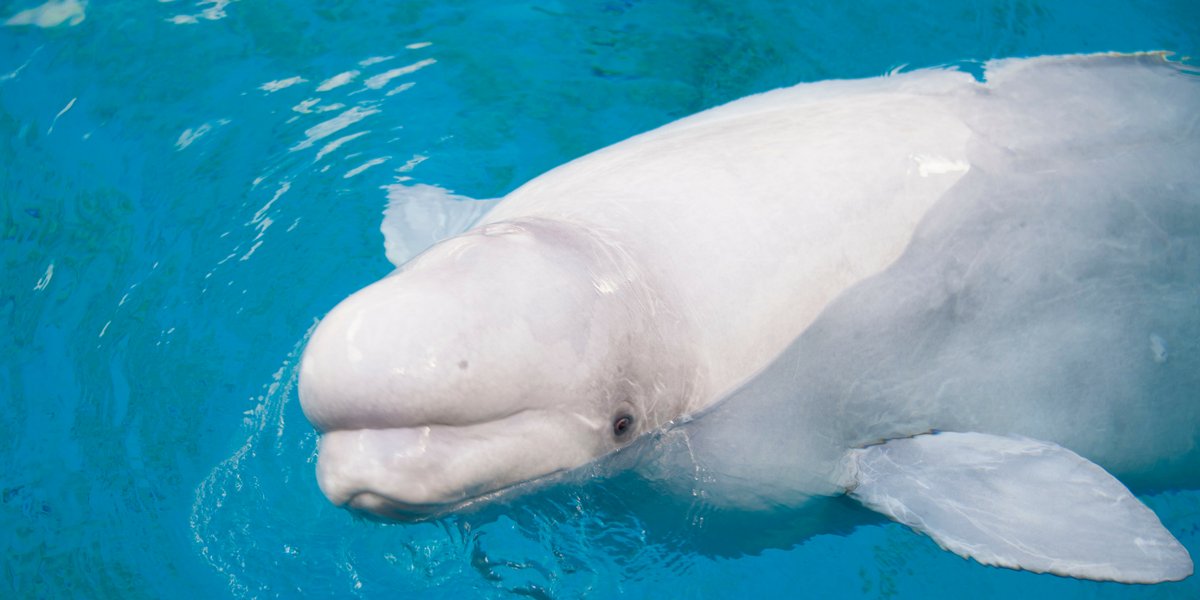 CensoredCrabz's tweet photo. Whisper, a SeaWorld beluga gave birth earlier this week. The baby did not survive. Another innocent life lost due to greed. #OpSeaWorld https://t.co/zS93HJwQ5P