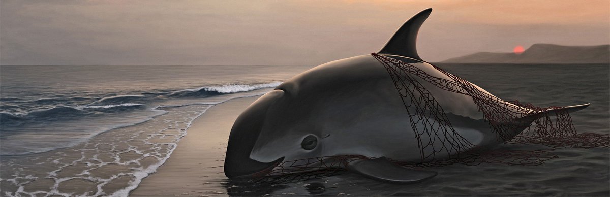 theconservhub's tweet photo. Happy International Save the Vaquita day! Check out our #conservationspotlight on this incredibly rare marine mammal https://t.co/DJ5OMYKxYi https://t.co/1vjNpghCpH