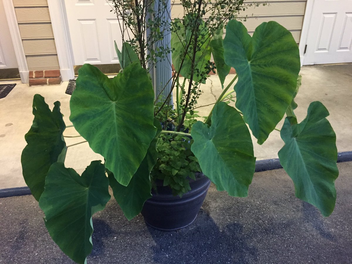 HadenHort's tweet image. What do you do first on a 5am #WorkDayStart? #Water #Groom what you can see by building light like this #colocasia #container