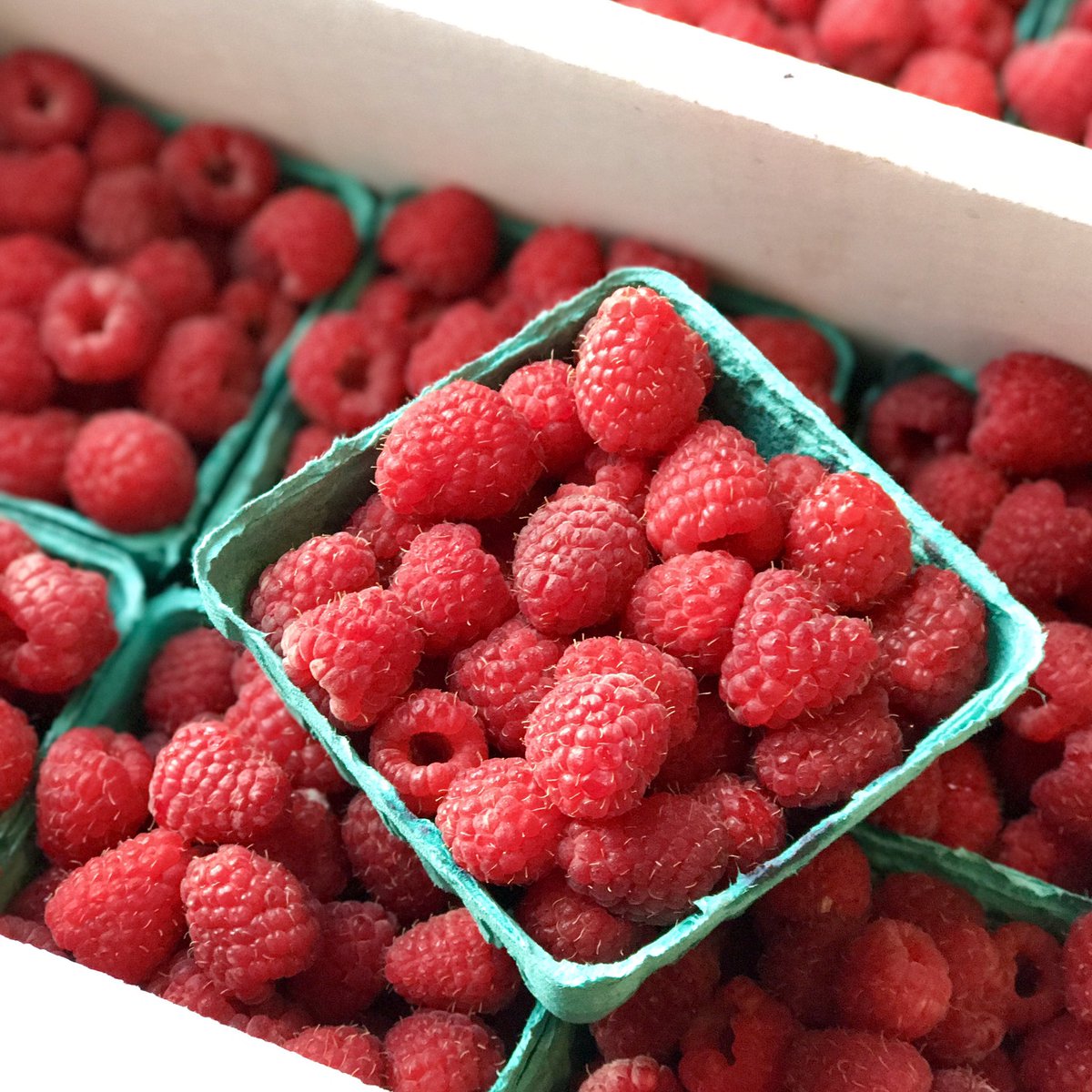 LivinThePieLife's tweet photo. Just arrived this morning from the farm. Time to make the raspberry scones. We open at 9am. #raspberryscones #locallygrown #pieforbreakfast https://t.co/9TJpQAKQXY