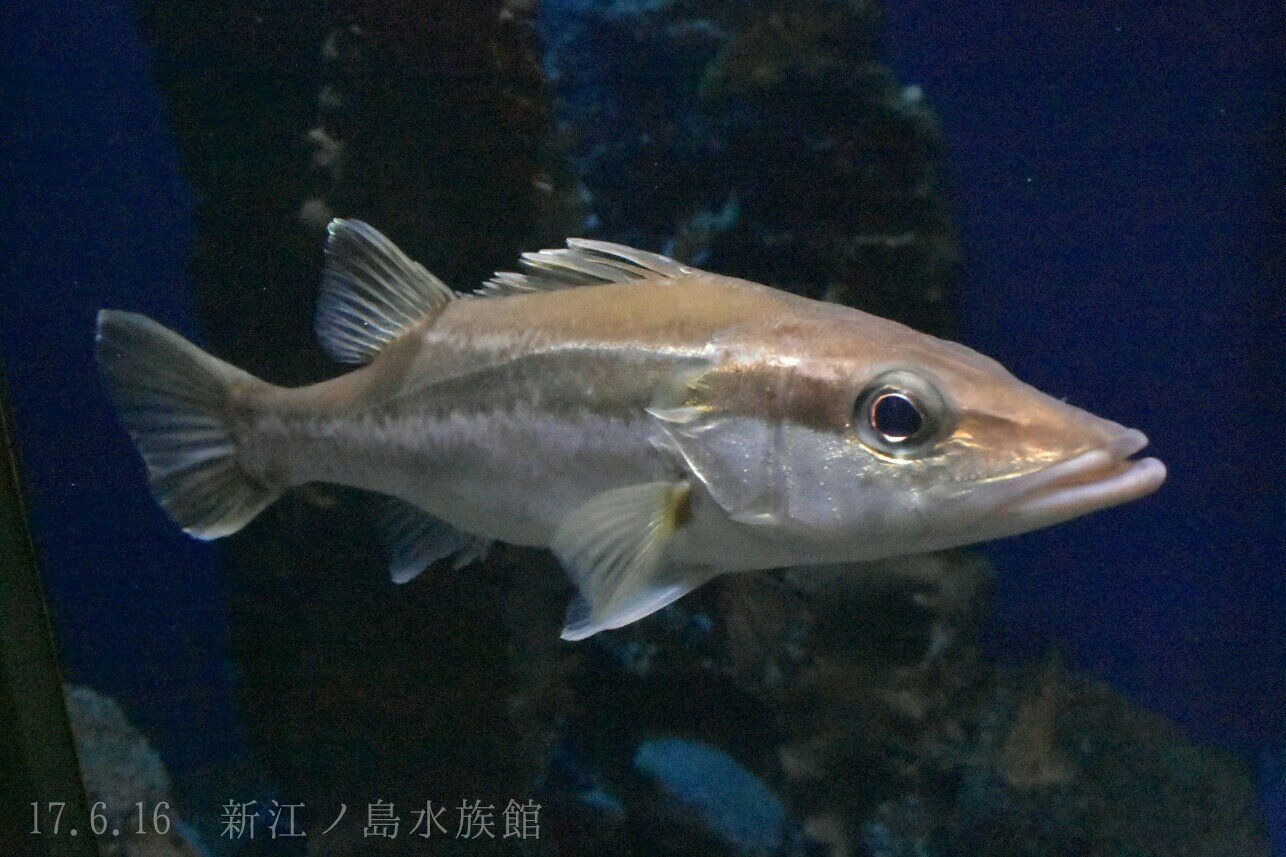日本の海水魚bot בטוויטר アラ ハタ科 レア度 自 水 やや深みにすむ魚 非常に味がよく 超高級魚になっているが クエ の九州での地方名もアラであり しばしば混同される スズキに体型が似ており かつてはスズキ科に属していた T Co L3udtzwwal