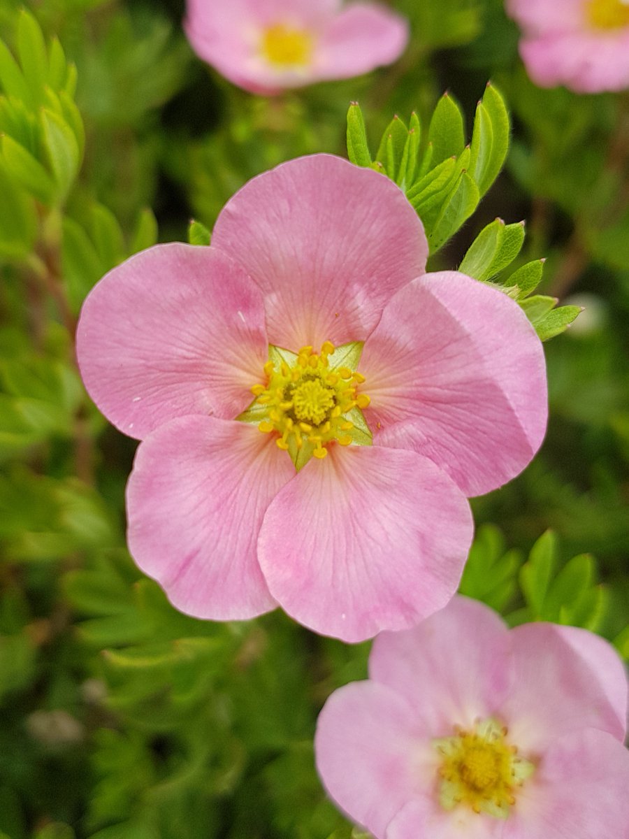 Potentilla "Pink Beauty" #Toppick #Summer #Weekend #Summershere #Gardening #Pretty #Blooms #Gardencentre