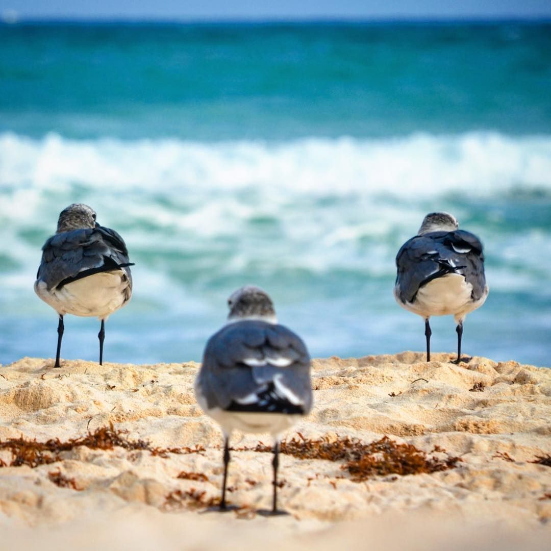 sankofaodyssey's tweet photo. These seagulls are relaxing on a beach in La Paz. #lapaz #baja #solapaz2017 #digra17 https://t.co/7gbc3O4QzI via @allmexico365 https://t.co/anmdAV0d0d