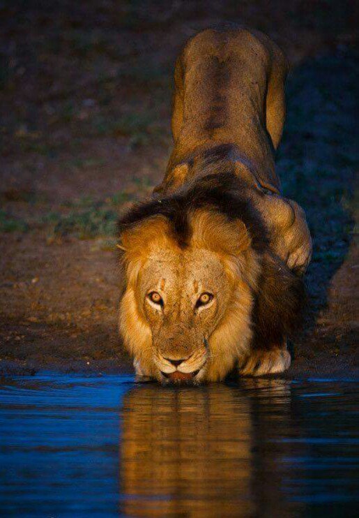dollzer7's tweet photo. Meowsers Wowzers 😘 🦁🦁🦁 😍  #BeingLeo 🦁🦁🦁 #Leo 🦁🦁🦁 https://t.co/ePDQsUmDcK