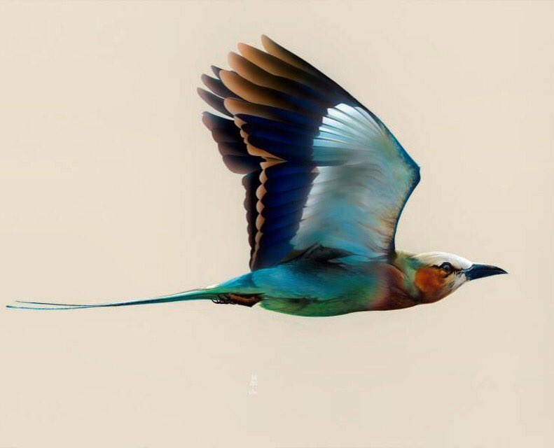 artdealer1's tweet photo. Painting of Roller Bird by #petermaier 48 x 72 inches on aluminum https://t.co/nADhKH4CSJ