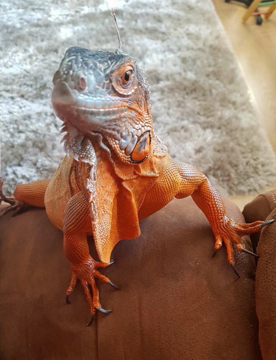 WeRateLizards's tweet image. i always find it funny that big lizards like iguanas are basically scaley dogs 10/10