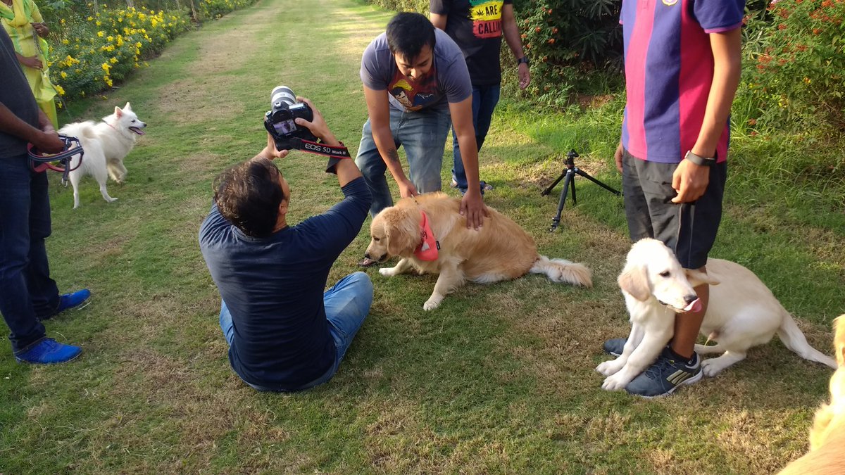 MurmurInGlade's tweet photo. Spending evening in a doggie photoshoot... #SmashingSaturdays https://t.co/4fZd7yQ6lE