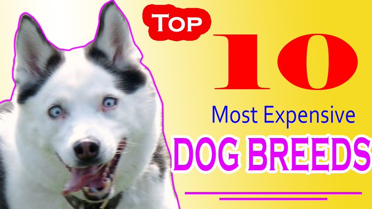 topklikml's tweet photo. Top 10 Most Expensive ...
LINK: https://t.co/vVhnNaXvUE
#GermanShephe #MostExpensiveCat #MostExpensiveDog #MostExpensiveDogBreed #Dogs https://t.co/F8zm4LWpv2