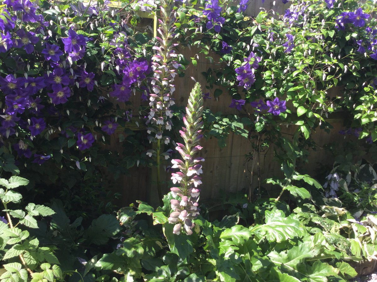 NicolaMerrigan's tweet photo. @Houseplanhelp @Houseplanhelp Glad to say our #passivhaus #garden is now blooming . All worth it in the end! https://t.co/vsMePKpT2f
