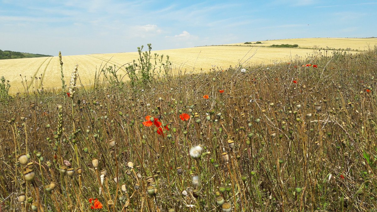 Turpin101's tweet image. Sunny days and field poppies on the South Downs. @sdnpa #southdowns