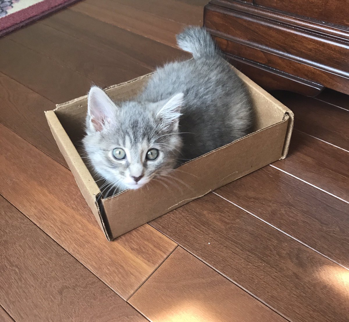 Little Grayci with her stubby tail in a tiny box <a href="/catsofinstagram/">Cats of Instagram</a>