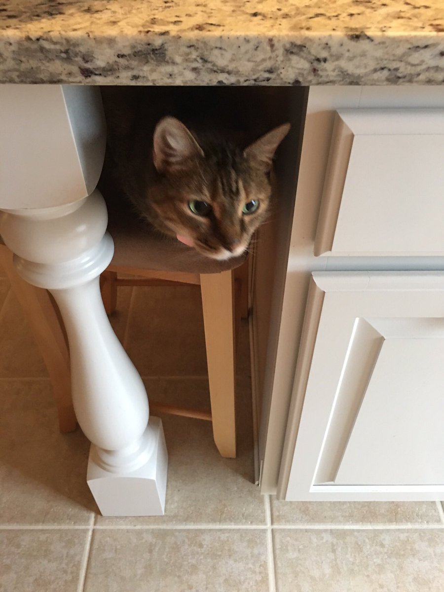 DonnaMarieO's tweet photo. @AmyFreeze7 Precious watching breakfast preparation #supercatsaturday https://t.co/KXPPyQiz5L