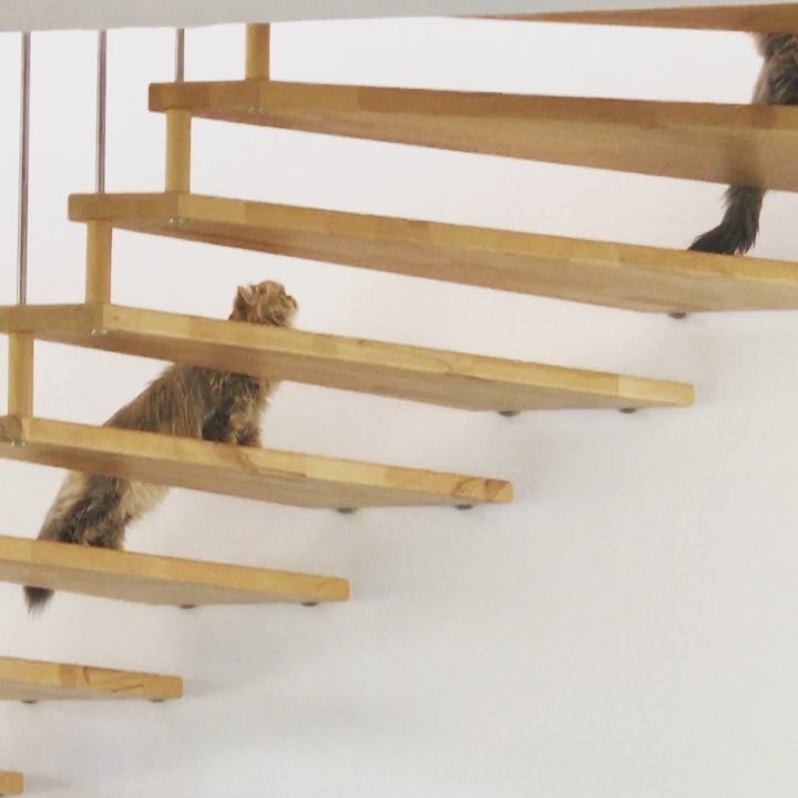 cloud_celebrity's tweet photo. https://t.co/S8lUns5cA0 Penelope New stair master #workoutcat #persiandollface https://t.co/c2iIPfR44v
