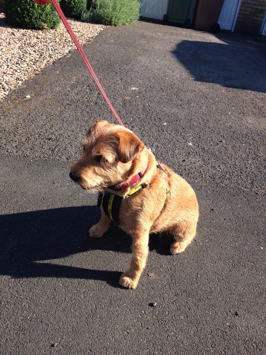 lesleymillerbbb's tweet photo. Is this my best side?  Lottie's hoping for a place as Prettiest Bitch in the Fun Dog Show! https://t.co/XsE8aZtM1B