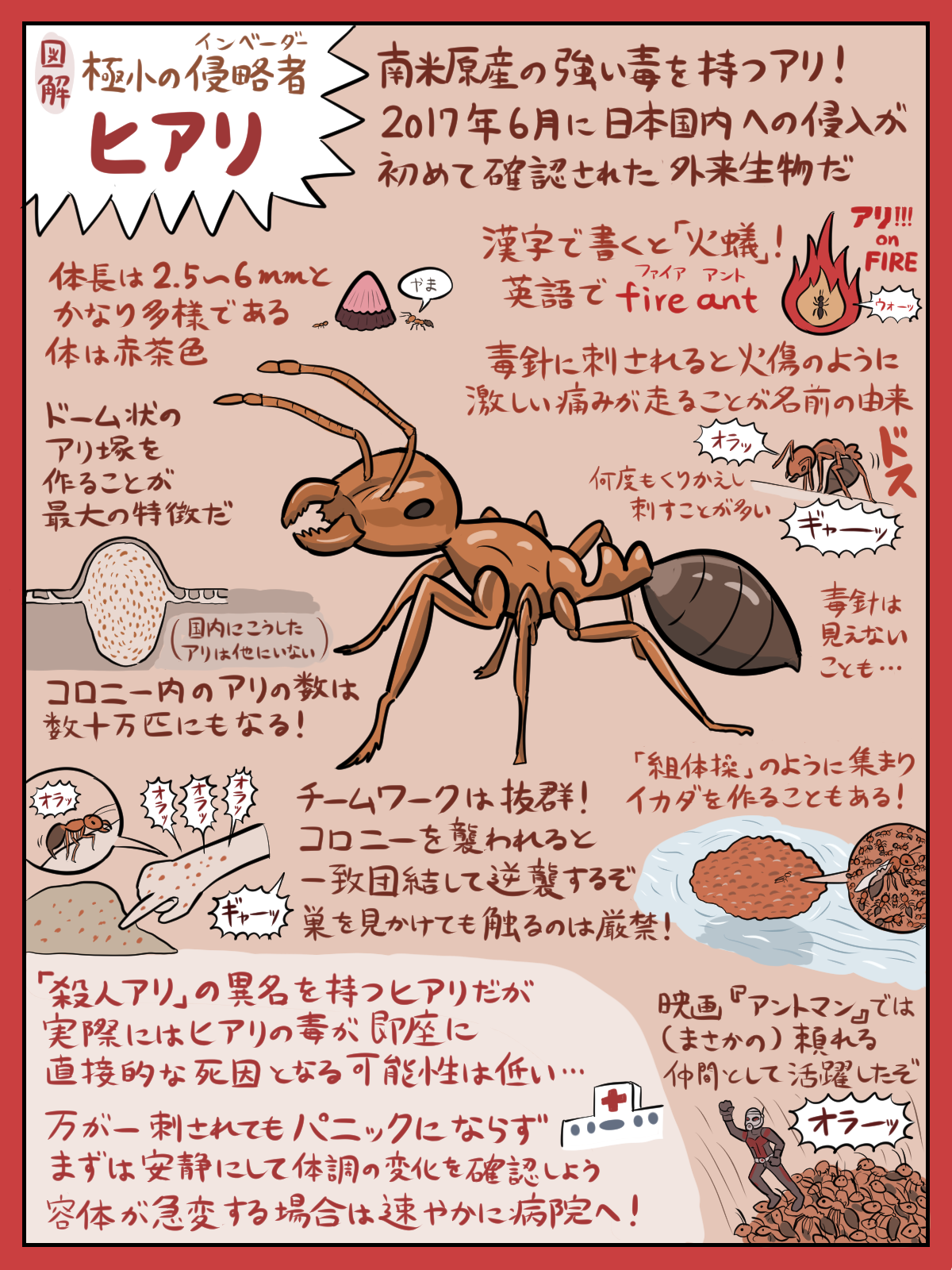 ぬまがさワタリ ゆかいないきもの超図鑑 ３ ８発売 話題沸騰中の危険アリ ヒアリ の図解です 危険度や生態に関する様々な情報が錯綜しているようですが ひとまず信頼のおけそうな情報源を参照しつつ あまり役立たない情報も含めて 図解として簡潔に