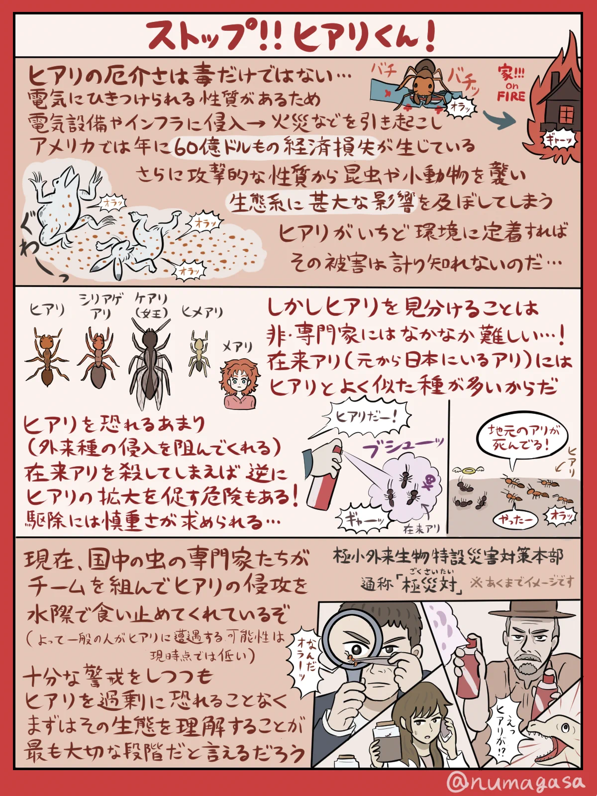 危険アリ「ヒアリ」を図解にしてみた！生態が丁寧に作られていてわかりやすい！